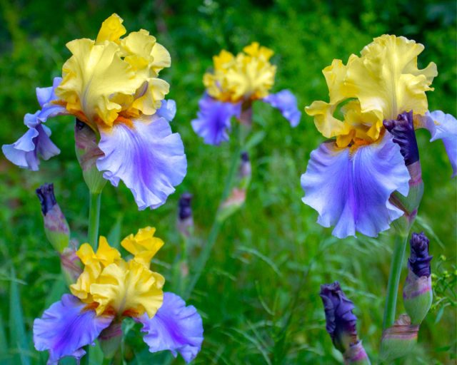 Ирис «Эдит Волфорд» (Iris x hybrida ’Edit Wolford’) Ирис «Эдит Волфорд» (Iris x hybrida ’Edit Wolford’)