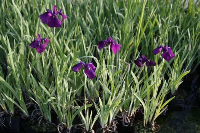 Ирис «Вариегата» ('Variegata') Ирис «Вариегата» ('Variegata')