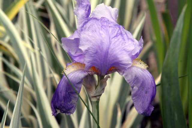 Ирис бледный «Вариегата» ('Variegata') Ирис бледный «Вариегата» ('Variegata')