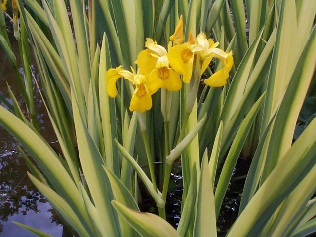 Ирис болотный, или желтый «Вариегата» (Iris pseudacorus 'Variegata') Ирис болотный, или желтый «Вариегата» (Iris pseudacorus 'Variegata')