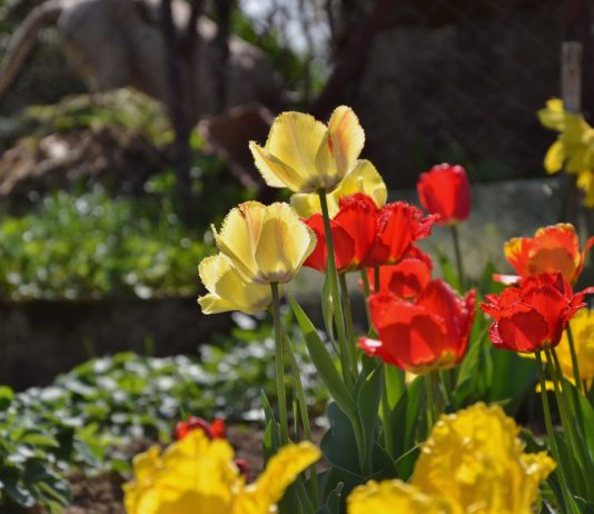 Мой секрет неприхотливых тюльпанов — выращиваем без выкапывания - Цветник и ландшафт Мой секрет неприхотливых тюльпанов — выращиваем без выкапывания