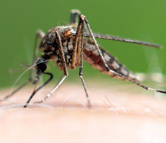 Отдых без комаров: как защитить себя от назойливых кровопийц