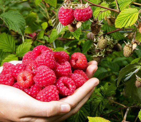 Приручаем малину: правила большого урожая даже с одного куста - Ягодник Приручаем малину: правила большого урожая даже с одного куста