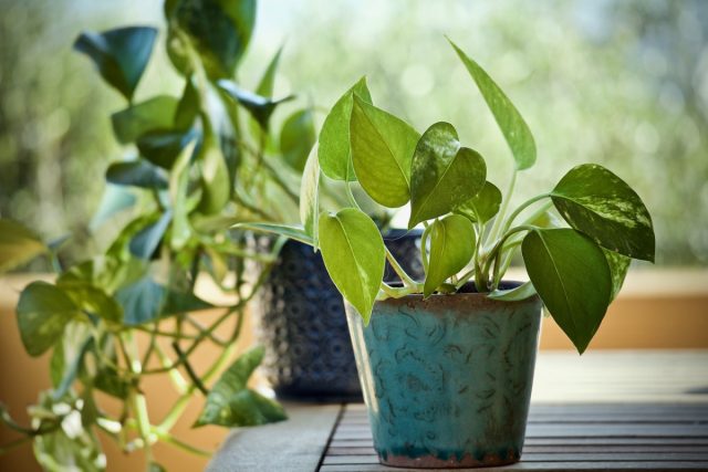Эпипремнум золотистый (Epipremmum aureum) — очень стойкий неприхотливый цветок, который при правильном уходе может жить в помещении до 10 лет