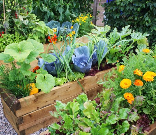 Смешанные посадки — лучшие и худшие соседи для огородных культур - Ягодник Смешанные посадки: лучшие и худшие соседи для огородных культур