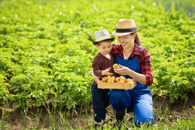 Мой результат: Начинающий картофелевод
