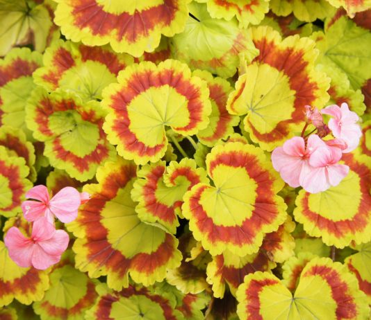 Уникальные пеларгонии, которые вам обязательно захочется вырастить - Редкие и необычные Уникальные пеларгонии, которые вам обязательно захочется вырастить