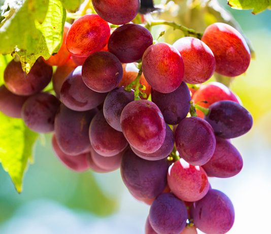 Всё, что нужно знать, о подкормках винограда