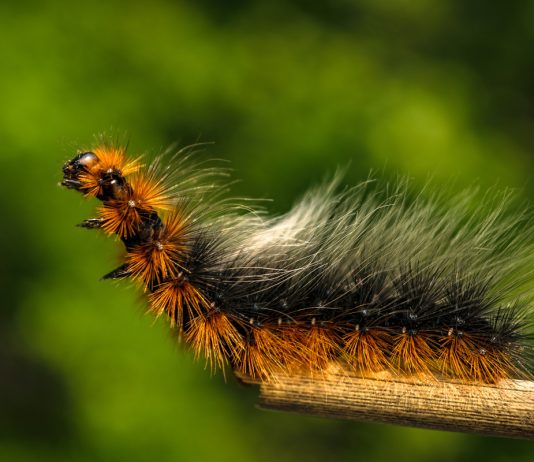 Ядовитые гусеницы в наших садах