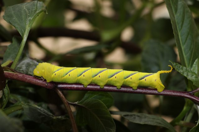 Гусеница сиреневого бражника (Sphinx ligustri) Гусеница сиреневого бражника (Sphinx ligustri)