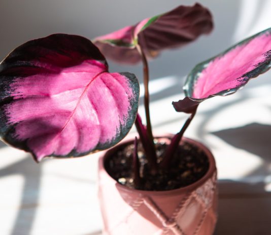 Яркие комнатные растения с розовой листвой