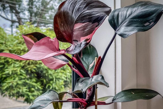 Филодендрон «Пинк Принцесс» (Philodendron ‘Pink Princess’)