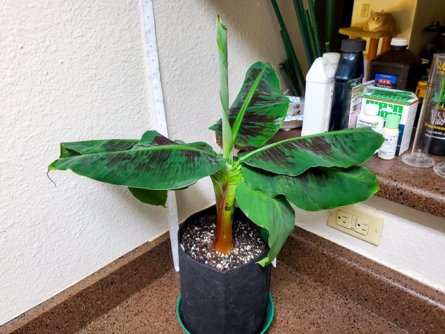 Среди самых маленьких сортов банана (Musa spp.) чаще всего встречаются «Супер Карликовый Кавендиш» и «Трули Тайни».