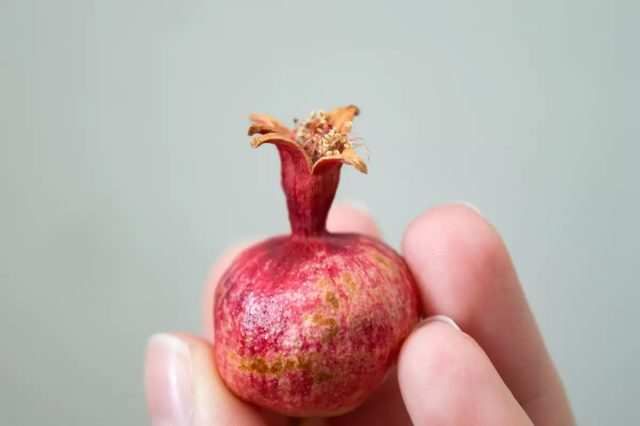 Эта миниатюрная версия гранатового дерева (Punica granatum 'Nana') - копия полноразмерного.