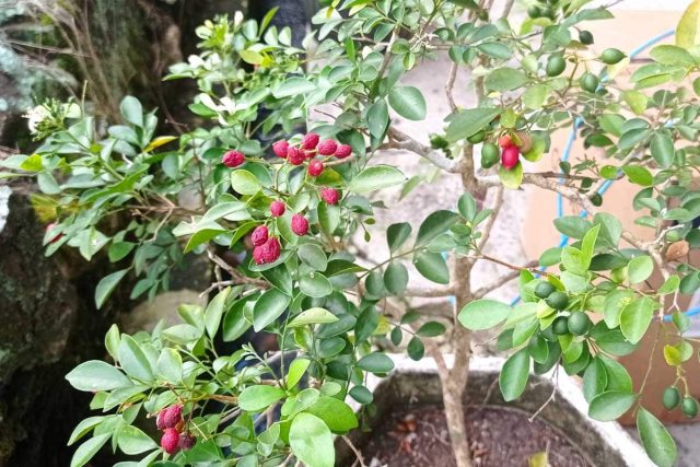 Молодые саженцы кофе (Coffea arabica) обычно легко найти в продаже, но придется ждать 2 или 3 года до первого цветения.