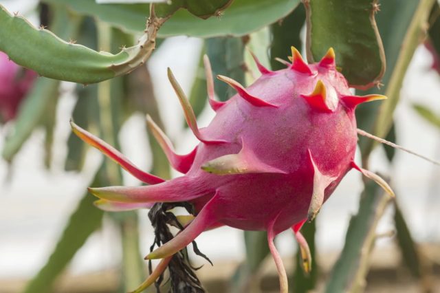Эти плакучие кактусы (Hylocereus undatus) занимают много места в помещении, но довольно легко зацветают, когда достигают зрелости