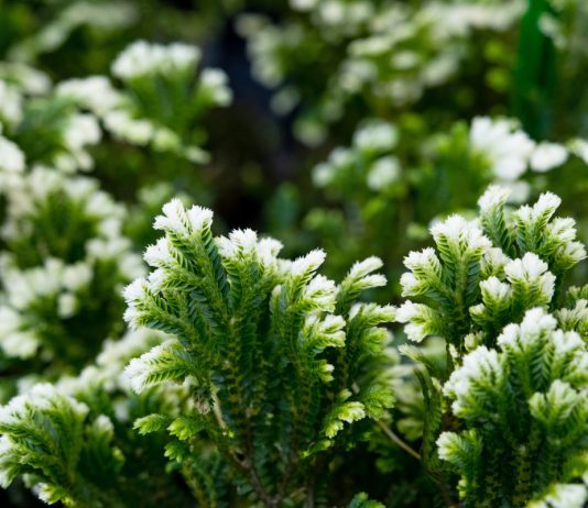 10 редких комнатных растений для уникальной коллекции - Редкие и необычные 10 редких комнатных растений для уникальной коллекции