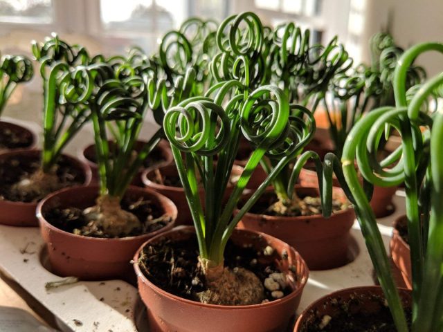 Удивительная листва альбуки спиральной (Albuca spiralis) станет современным структурным элементом любого интерьера.