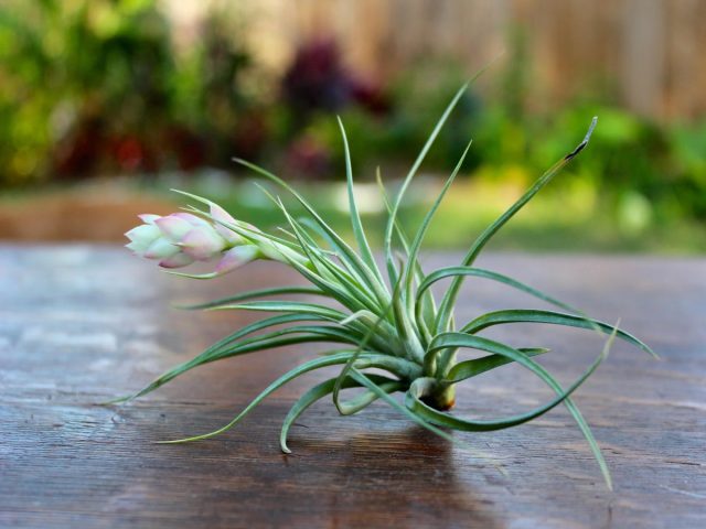 Тилландсии (Tillandsia) не нуждаются в субстрате, поэтому нередко их называют «атмосферными растениями»