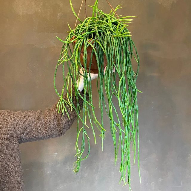 Для любителей кактусов прутовник (Rhipsalis paradoxa) просто необходим в коллекции.