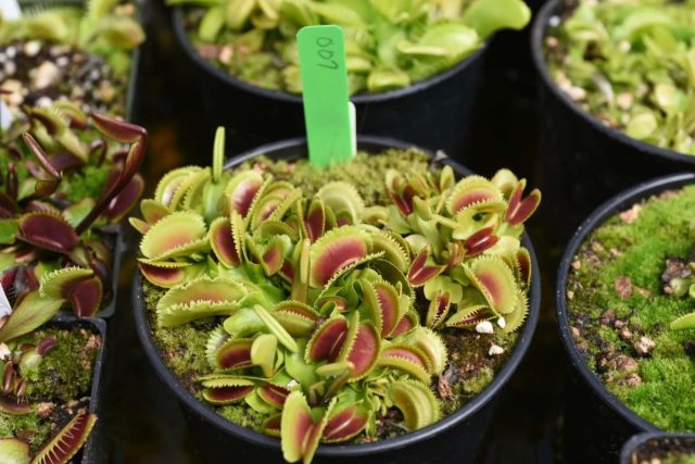 Ни одно хищное растение не имеет такой популярности как венерина мухоловка (Dionaea muscipula).