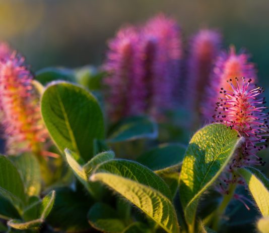 Аркто-монтанные ивы: карликовые деревья для сурового климата