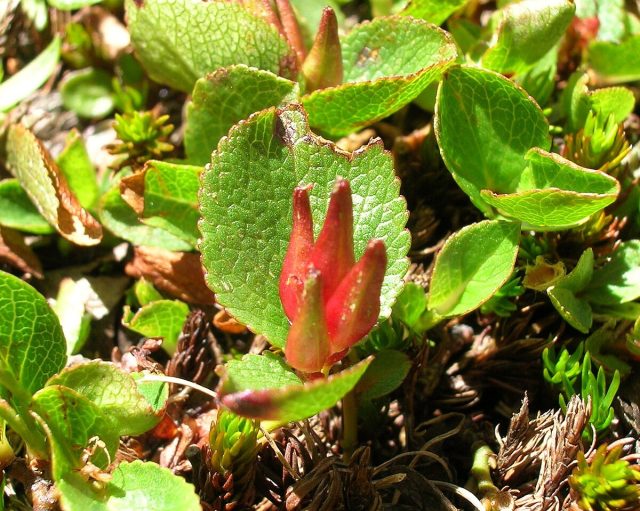 Ива травянистая (Salix herbacea). Ива травянистая (Salix herbacea).