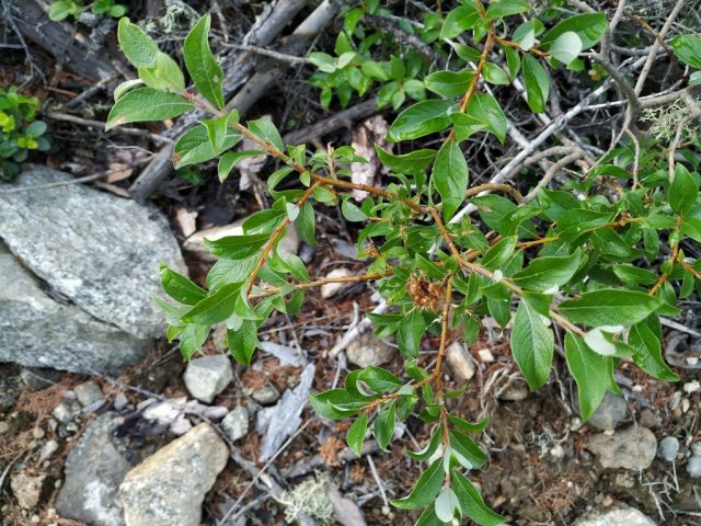 Ива растопыренная (Salix divaricata). Ива растопыренная (Salix divaricata).