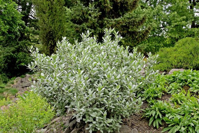 Ива швейцарская (Salix helvetica). Ива швейцарская (Salix helvetica).