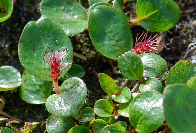 Полярная ива (Salix polaris). Полярная ива (Salix polaris).