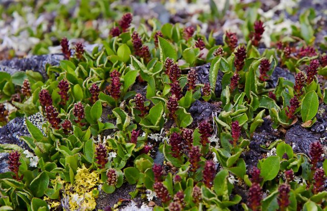 Ива Турчанинова (Salix turczaninowii). Ива Турчанинова (Salix turczaninowii).