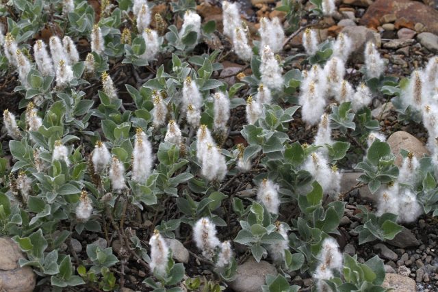 Ива мохнатая (Salix lanata) Ива мохнатая (Salix lanata)
