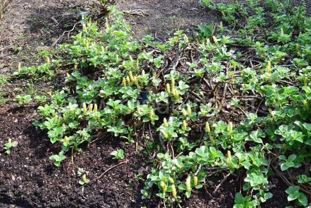 Ива курильская (Salix kurilensis) Ива курильская (Salix kurilensis)