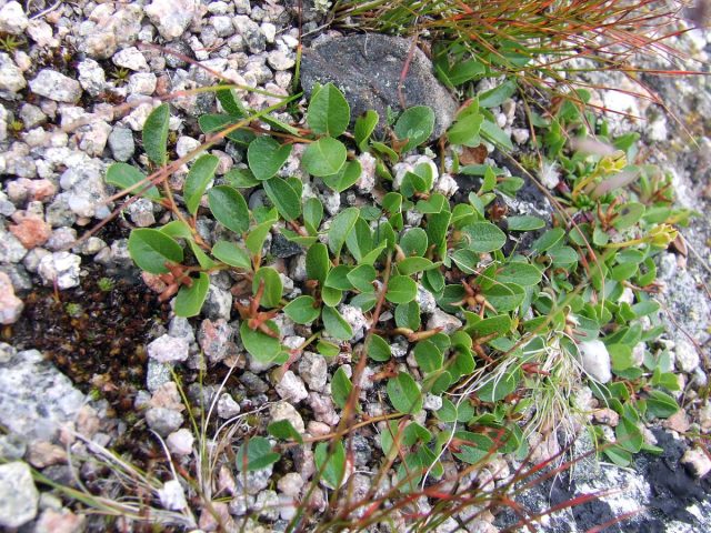 Ива монетовидная (Salix nummularia). Ива монетовидная (Salix nummularia).
