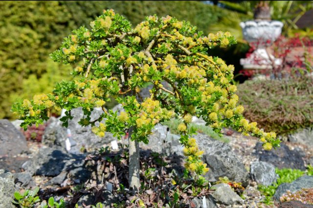 Ива деревцевидная (Salix arbuscula) Ива деревцевидная (Salix arbuscula)