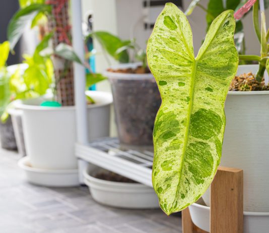 Филодендрон Параисо Верде — особенности растения и ухода