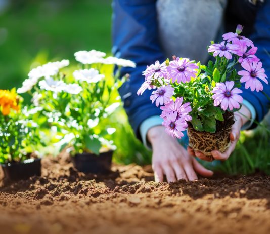 Как сохранить цветник красивым и здоровым надолго — советы по уходу - Цветы многолетние Как сохранить цветник красивым и здоровым надолго — советы по уходу