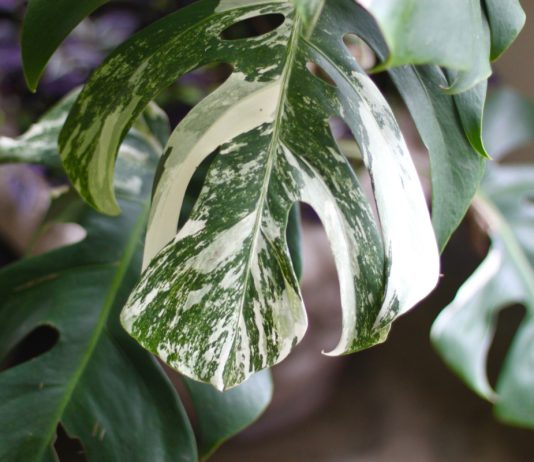 Как сохранить вариегатность у комнатных растений — секрет декоративности