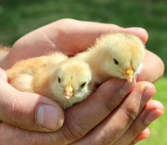 Как сохранить здоровье цыплят — советы по профилактике болезней - Животные Как сохранить здоровье цыплят — советы по профилактике болезней