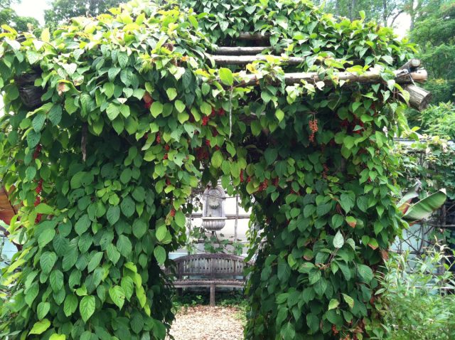 Листья у лимонника (schisandra chinensis) простые, зеленые, осенью становятся светло-желтыми. Листья у лимонника (schisandra chinensis) простые, зеленые, осенью становятся светло-желтыми.