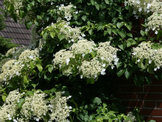 Гортензия черешковая (hydrangea anomala var. petiolaris) – более зимостойкая форма гортензии необычной, практически не подмерзающая в средней полосе. Гортензия черешковая (hydrangea anomala var. petiolaris) – более зимостойкая форма гортензии необычной, практически не подмерзающая в средней полосе.