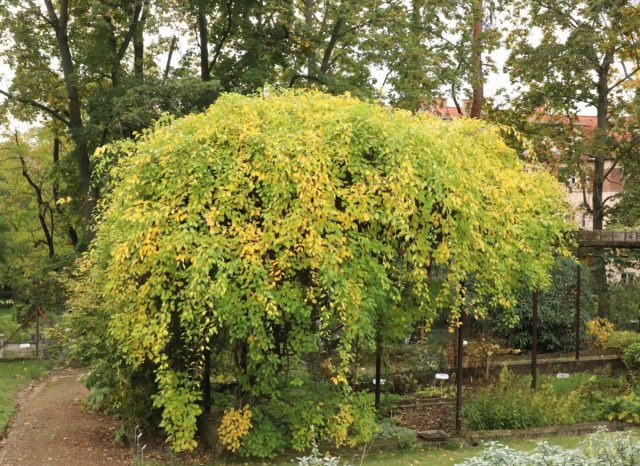Древогубец лазящий (celastrus scandens) Древогубец лазящий (celastrus scandens)