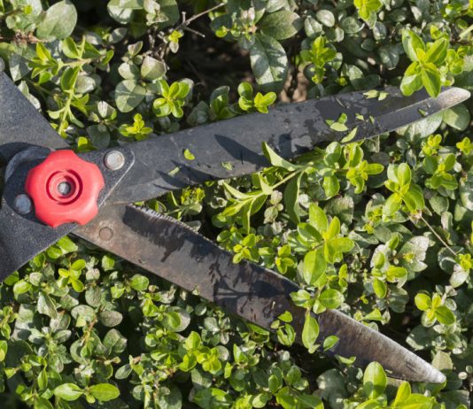 Как восстановить старые и ржавые садовые ножницы, кусторезы и секаторы