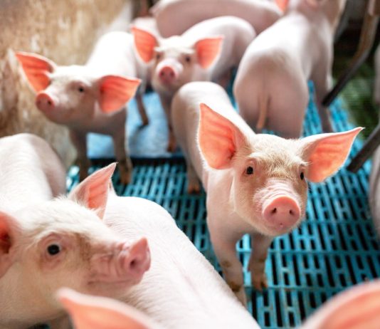 Как выбрать здоровых поросят на доращивание?