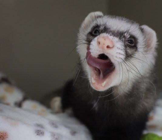 Какое домашнее животное завести, если вас часто не бывает дома