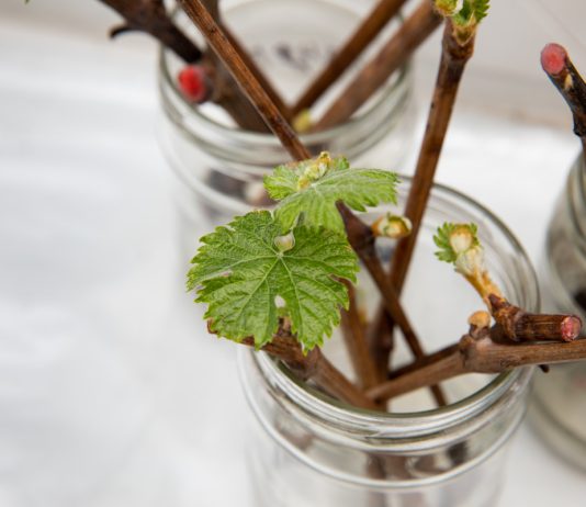 Клоны вокруг нас: разбираемся в нюансах вегетативного размножения растений