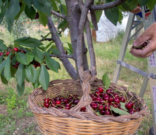 Можно ли вырастить вкусную черешню в Подмосковье? - Ягодник Можно ли вырастить вкусную черешню в Подмосковье?