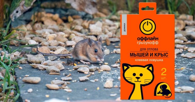 «Одноразовая» клеевая ловушка-домик Оффлайн