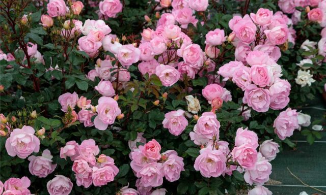 «Пинк Шантильи» ('Pink Chantilly var. Meilevire') «Пинк Шантильи» ('Pink Chantilly var. Meilevire')
