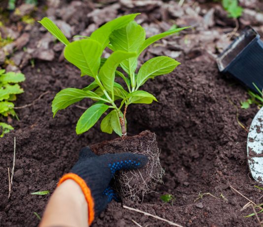 Особенности выращивания крупнолистной гортензии даже в холодном климате